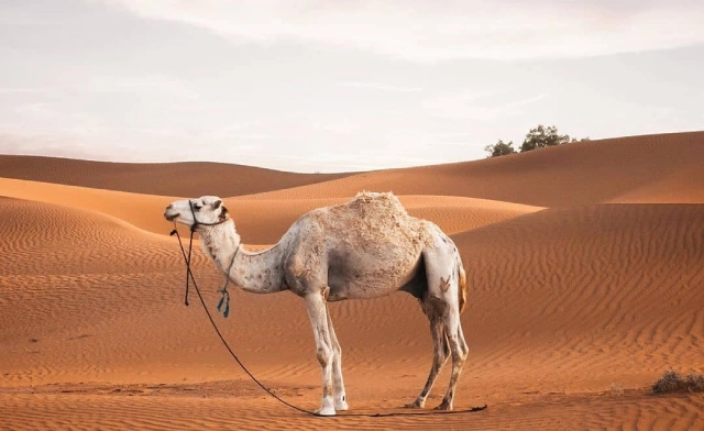 Camel trekking in Merzouga desert during sunset - highlight of 5 days tour from Tangier