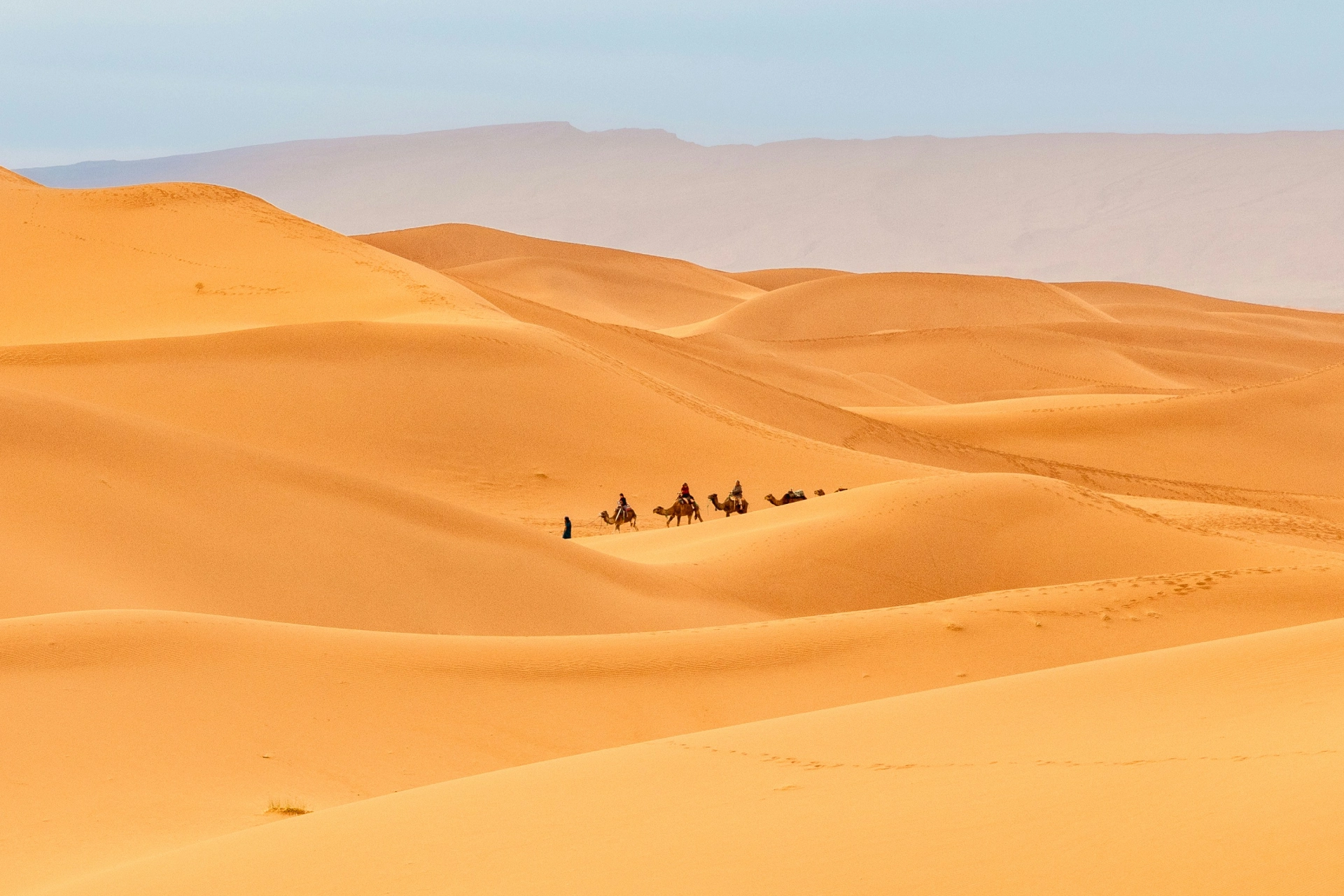 Camel caravan at sunrise on the dunes, Marrakech desert tours.