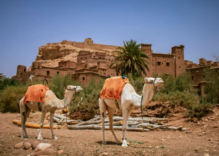 Camels resting in front of Ait Benhaddou kasbah on the 4 days tour from Marrakech to Merzouga