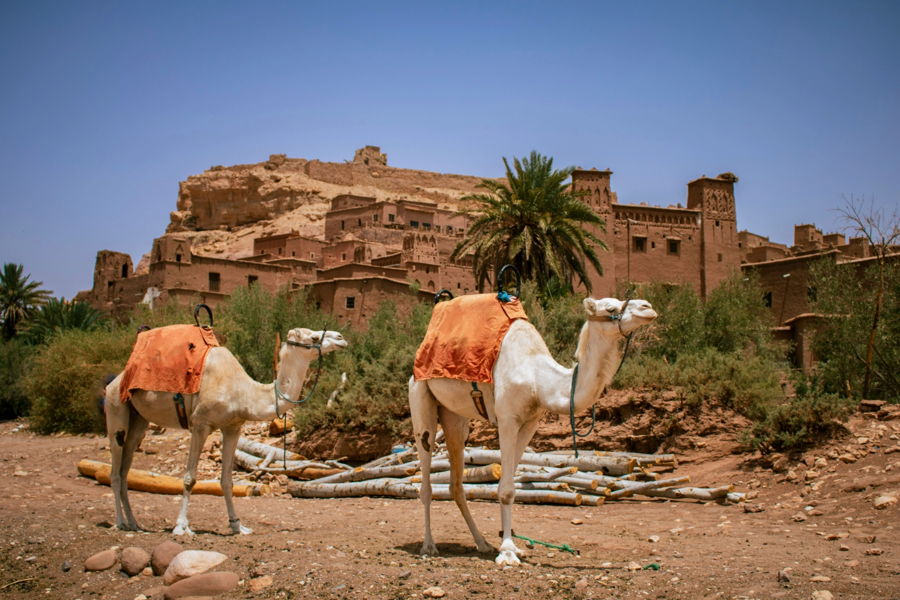 Camels resting in front of Ait Benhaddou kasbah on the 4 days tour from Marrakech to Merzouga